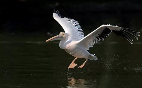 “兹鸟” 这个字读什么