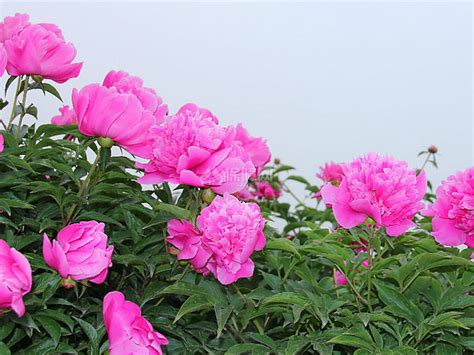 芍药诗句最有名一句解释