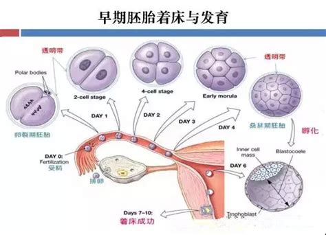 8周大为什么胎停