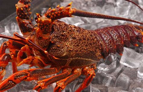 澳洲淡水龙虾现在多少钱一斤?