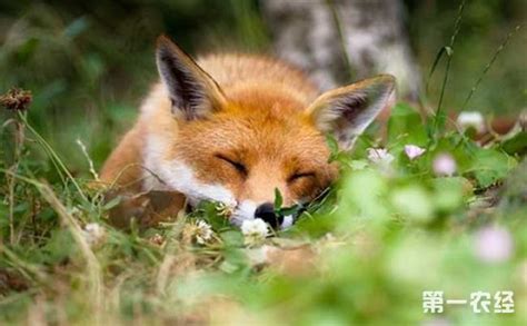 狐狸属于什么科类动物