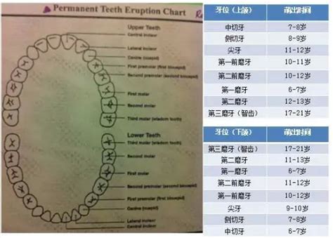 小孩长牙早的民间说法