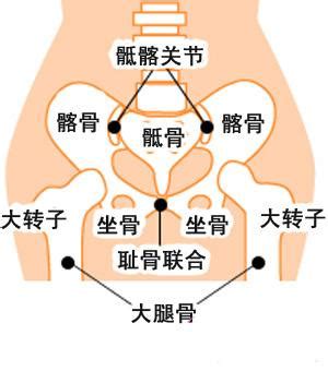 耻骨可以拍打吗