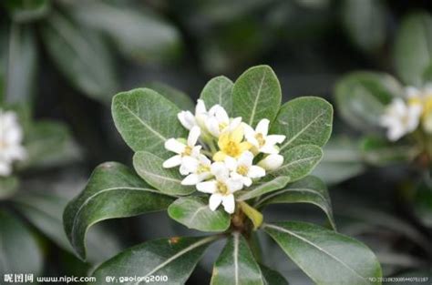 七里香的花季是什么时候