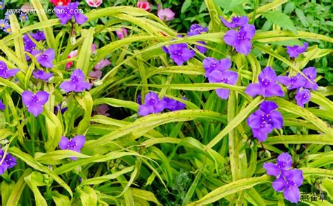 紫露草是什么样的