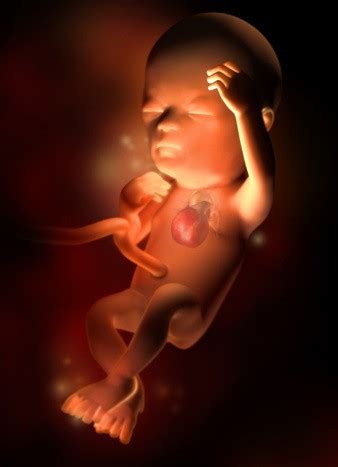 怀孕18周胎儿的图片欣赏