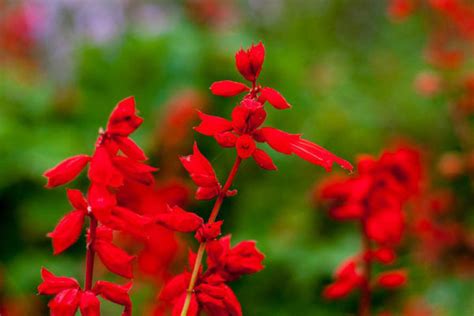 一串红,凤仙花,鸡冠花的形态和种子特征