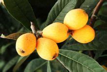 香甜可口的枇杷-状物作文400字(集锦7则)