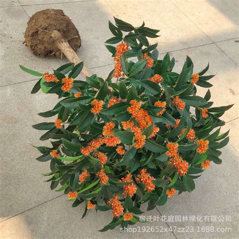 金桂飘香-植物作文500字[推荐7篇]