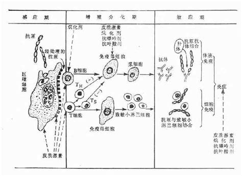 产检知识点
