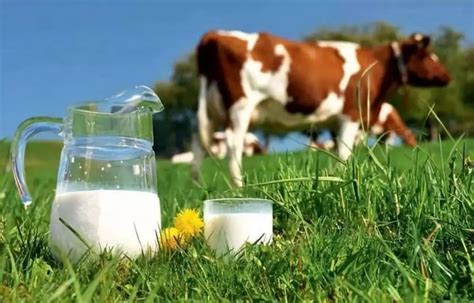 蒙牛和伊利牛奶测评