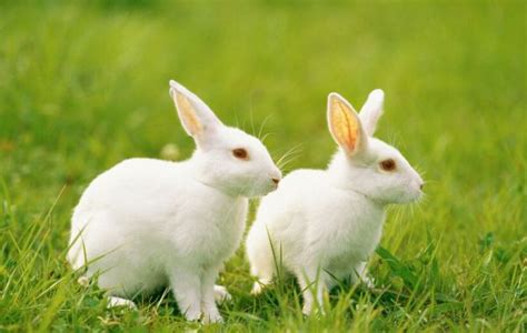 小兔属于什么动物?