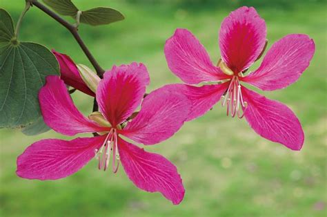 红花紫荆跟洋紫荆、羊蹄甲、紫荆、红花羊蹄甲是同一种植物吗