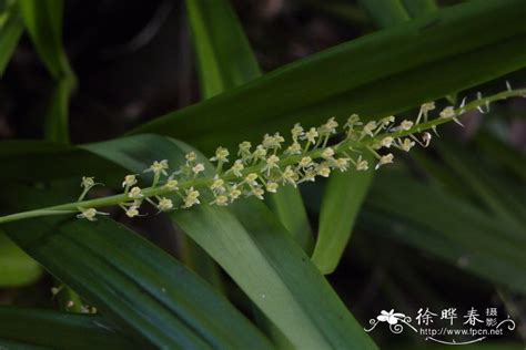 泰安有什么植物