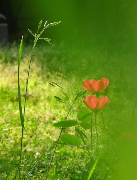 看花花草草心情短语