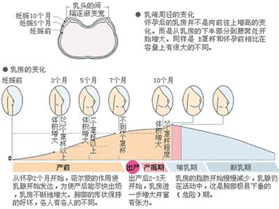 吃什么药让乳房快速丰满