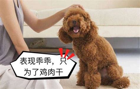 泰迪感冒是什么癥狀