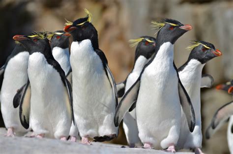 非洲的企鹅是什么品种的?