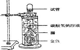 金鱼藻的对照试验是什么