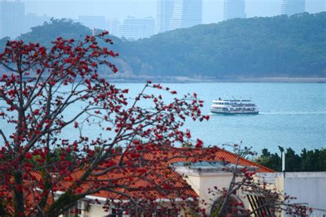 鼓浪屿的海-日记作文300字(摘抄4则)