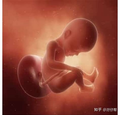 孕期双胎体重增长标准