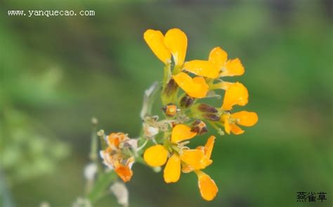 十字花科的“小花糖芥＂和“小花糖荠”是一种还是两种