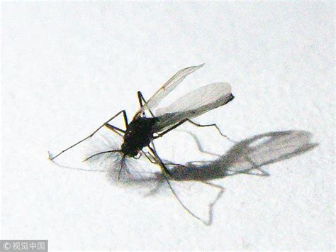 什么样的人最容易招蚊子