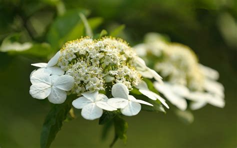 ＂琼花＂是一种什么花呢?有什么特征和意义吗?