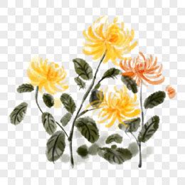 秋菊_描写菊花的作文500字[优秀8则]