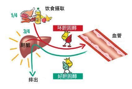 游离雌三醇是什么