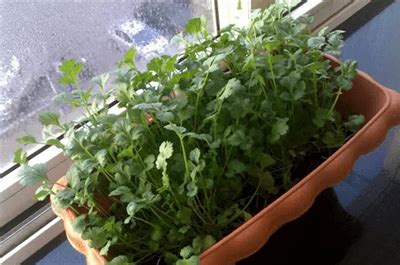 香菜二岁宝宝能多吃吗