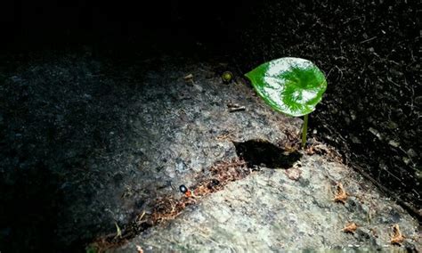 致小草_顽强的小草作文300字[共计6篇]