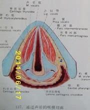 变声后还能长多高