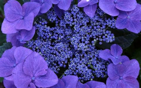 白色紫罗兰的花语是什么?