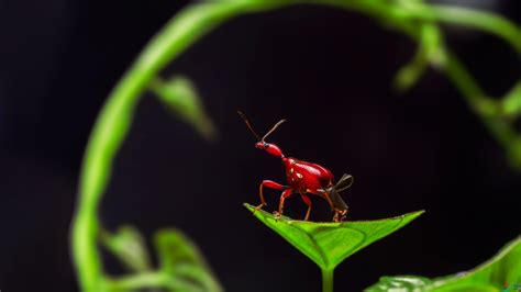 这是什么虫🐛??有毒吗??