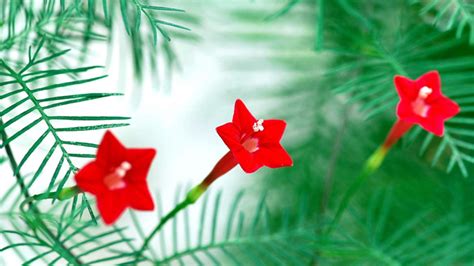 请教大家下面图片中的红五星花的花名是什么?它的叶落地会生根发芽,象多肉植物那样生出新苗.