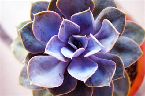 紫珍珠 多肉植物紫珍珠和初恋怎么区别