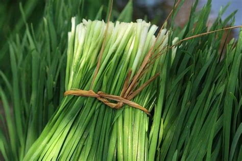 吃韭菜花有什么好處?