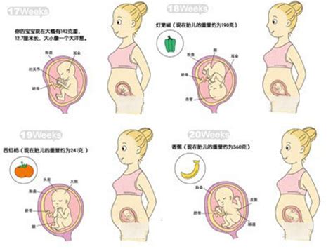 胎儿每个阶段的发育过程图