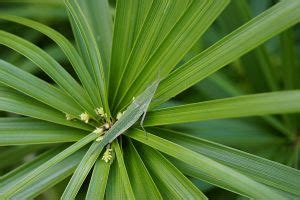 这是什么植物?