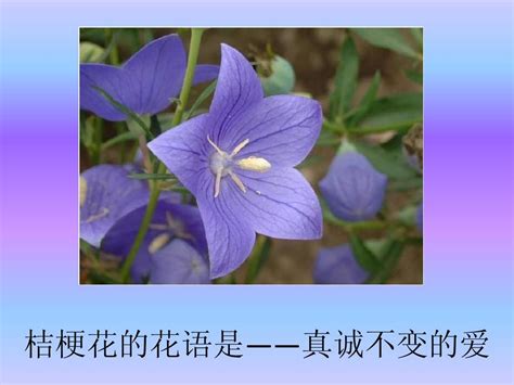 全部花的花语?