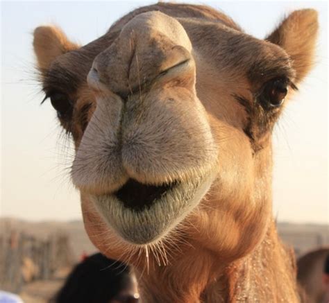 可爱的小骆驼_优秀状物作文150字【推荐4则】