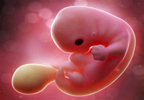 孕囊直径和胎芽大小对照表