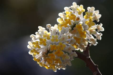 各种各样的花的花语```