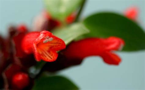 口红花什么时候开花(几月) 口红花扦插繁殖方法