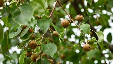 麻梨是什么植物