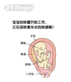 怀孕每个月胎儿的发育情况
