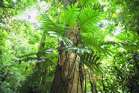 热带雨林常见植物