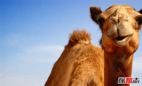 野骆驼的繁殖方式