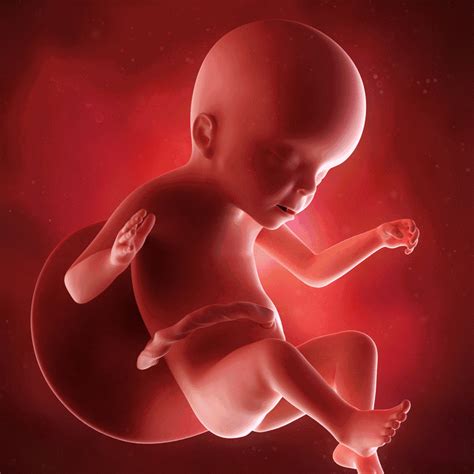 胎儿发育的小是什么原因